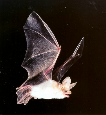 Sonoran Desert mammals - Pallid bat - Antrozous pallidus pallidus