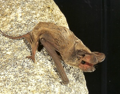  Pocketed free-tailed bat