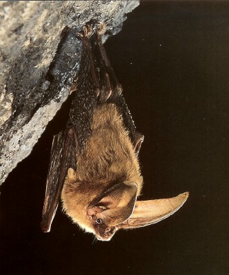  Townsend's big-eared bat