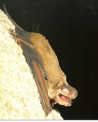  Underwood's mastiff bat