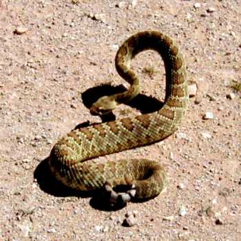  Mojave rattlesnake