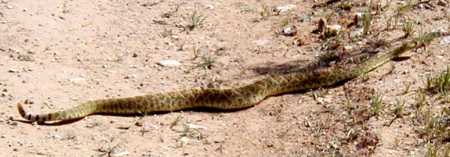  Mojave rattlesnake