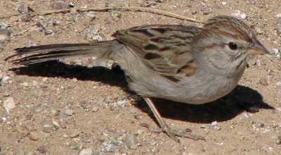  Chipping sparrow