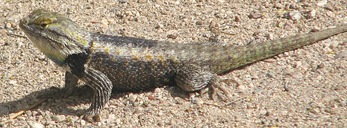  Desert spiny lizard