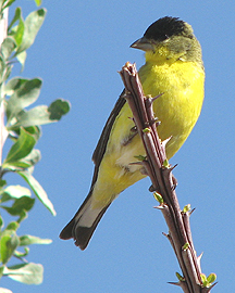  Lesser goldfinch (male)