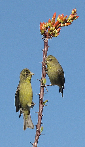 female lesser goldfinches