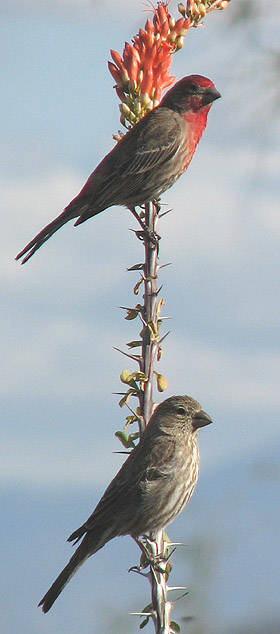 Male & Female House finch