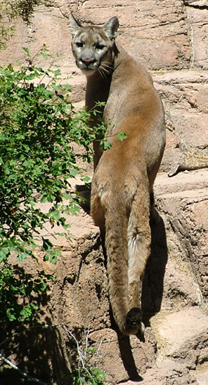 Sonoran Desert Mammals Mountain Lion Felis Concolor