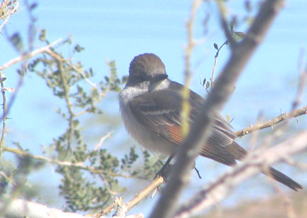  Ash-throated flycatcher