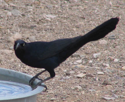  Great-tailed grackle (male)