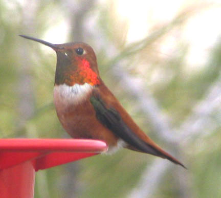  Rufous hummingbird (male)
