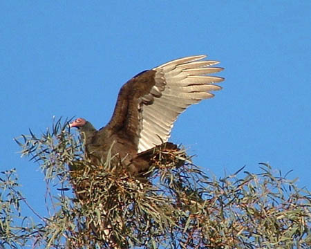  Turkey vulture