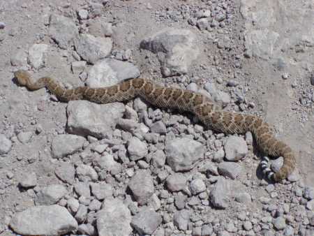  Western diamondback