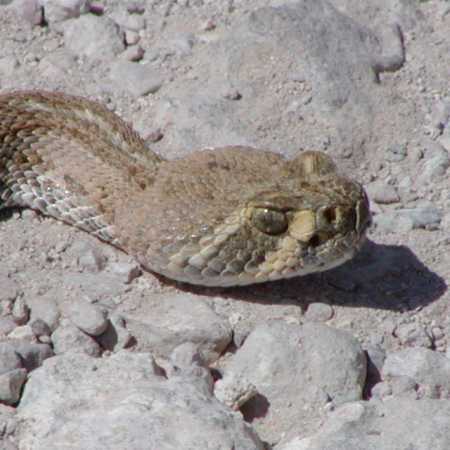  Western diamondback