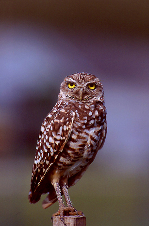  Burrowing owl