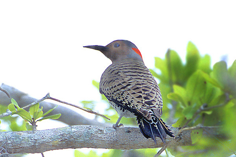  Northern flicker (red-shafted) (male)