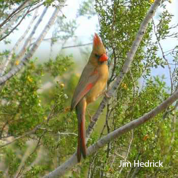  Northern cardinal (female)