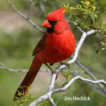 Northern cardinal (male)