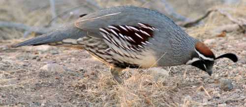  Gambel's quail (male)