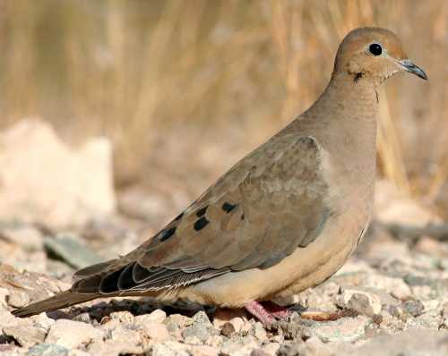  Mourning dove