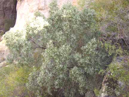  Vauquelinia californica ssp.sonorensis