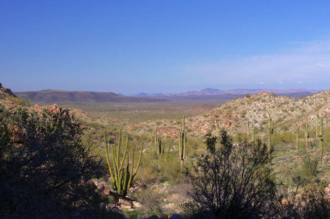 Little Ajo Mountains view to the north