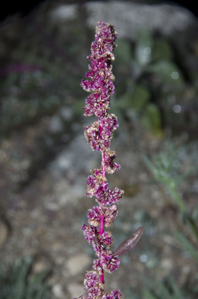  Amaranthus x tucsonensis