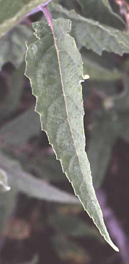  Ambrosia ambrosioides