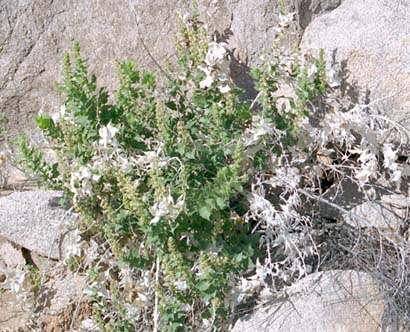  Ambrosia ilicifolia