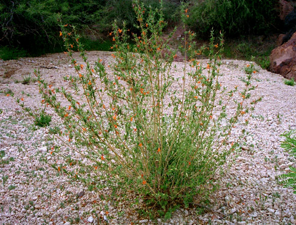  Anisacanthus thurberi