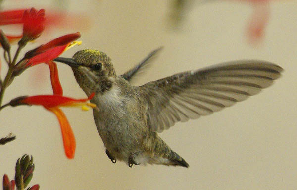  Anna's hummingbird (female)