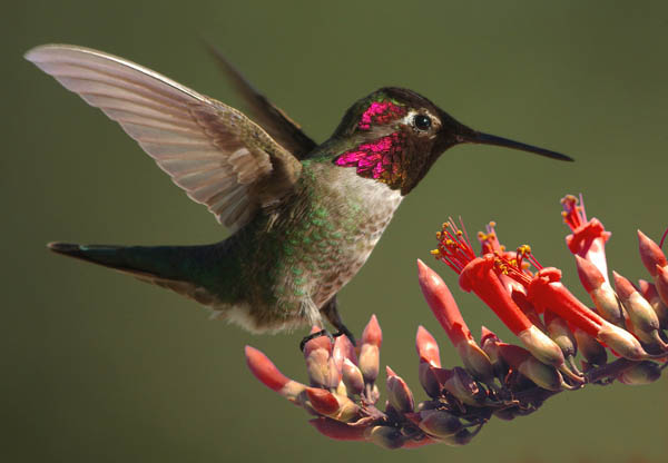  Anna's hummingbird (male)