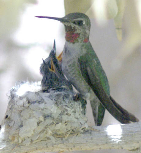  Anna's hummingbird (female)