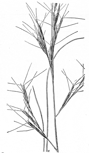  Aristida purpurea v.parishii