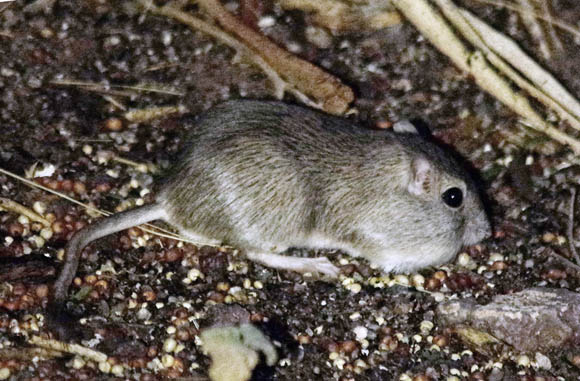  Arizona pocket mouse
