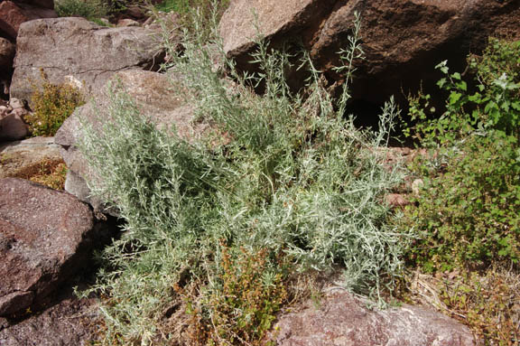  Artemisia ludoviciana ssp. Albula