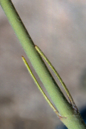  Asclepias subulata
