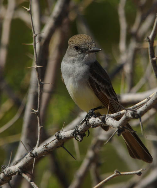 Ash-throated flycatcher