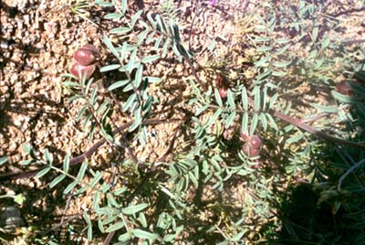  Astragalus insularis var. harwoodii 