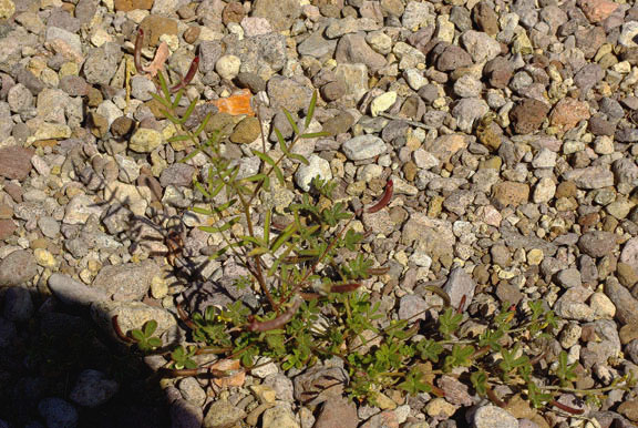 Astragalus nuttallianus var. imperfectus