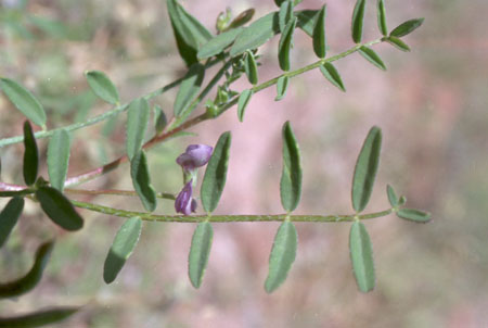  Astragalus nuttallianus var. imperfectus