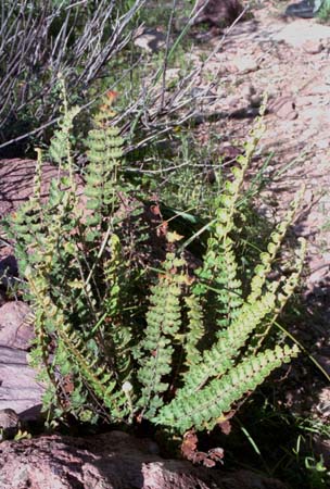  Astrolepis sinuata (Lagasca ex Swartz) D.M.Benham & Windham ssp. Sinuata