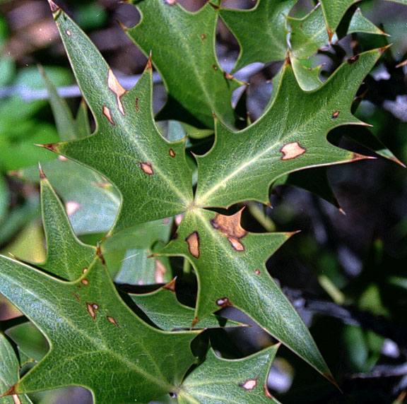  Berberis harrisoniana