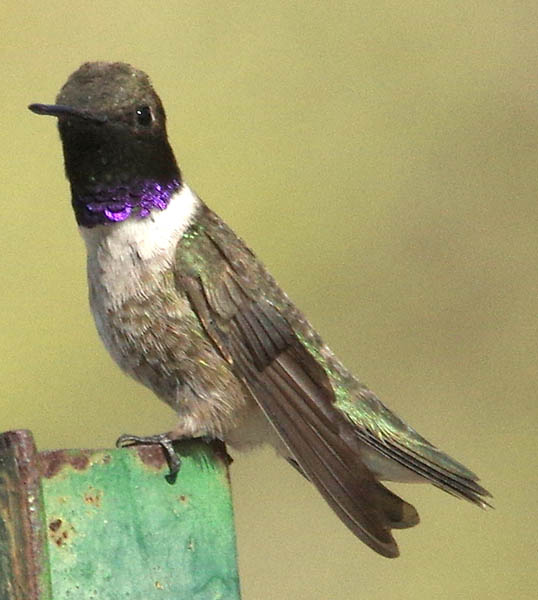  Black-chinned hummingbird (male)