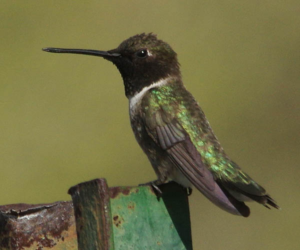  Black-chinned hummingbird (male)