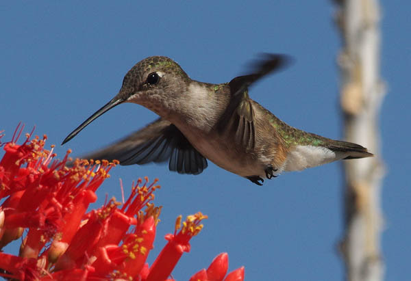  Black-chinned hummingbird (female)