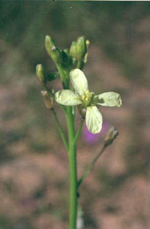  Brassica tournefortii