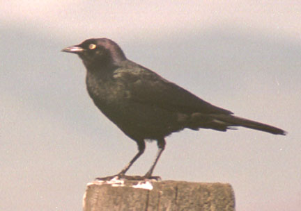 Brewer's blackbird (male)