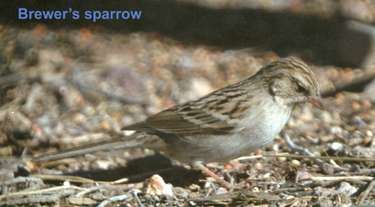  Brewer's sparrow