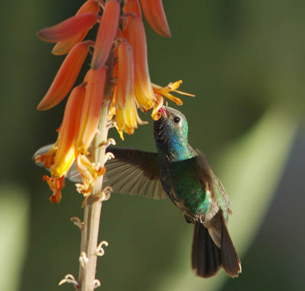  Broad-billed hummingbird (male)